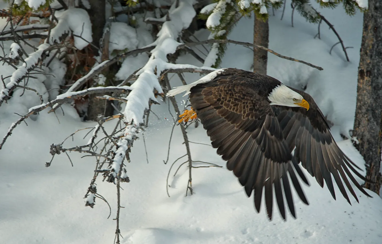 Photo wallpaper winter, snow, trees, bird, wings, hawk, bald eagle
