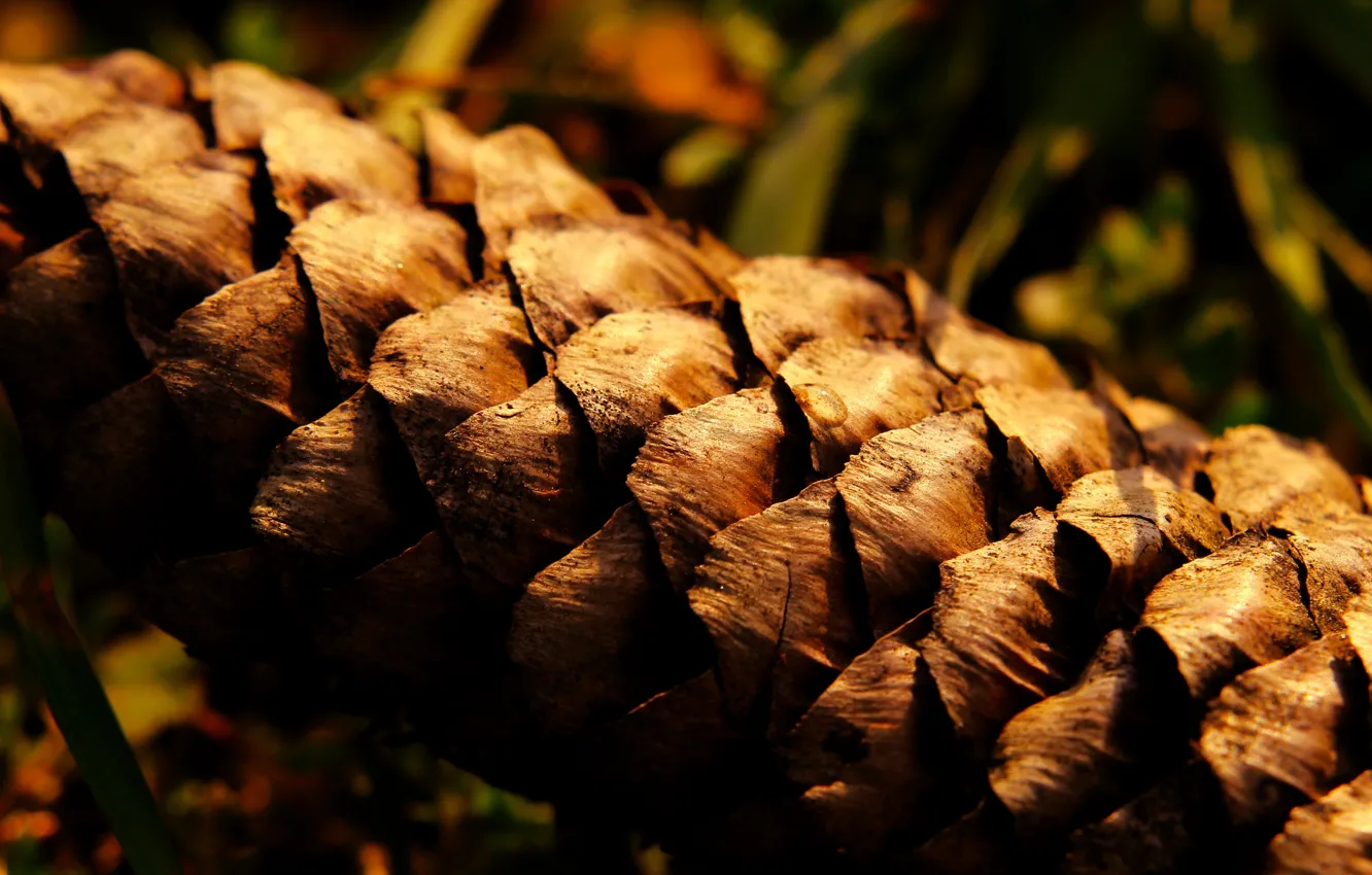 Photo wallpaper forest, dry, cone