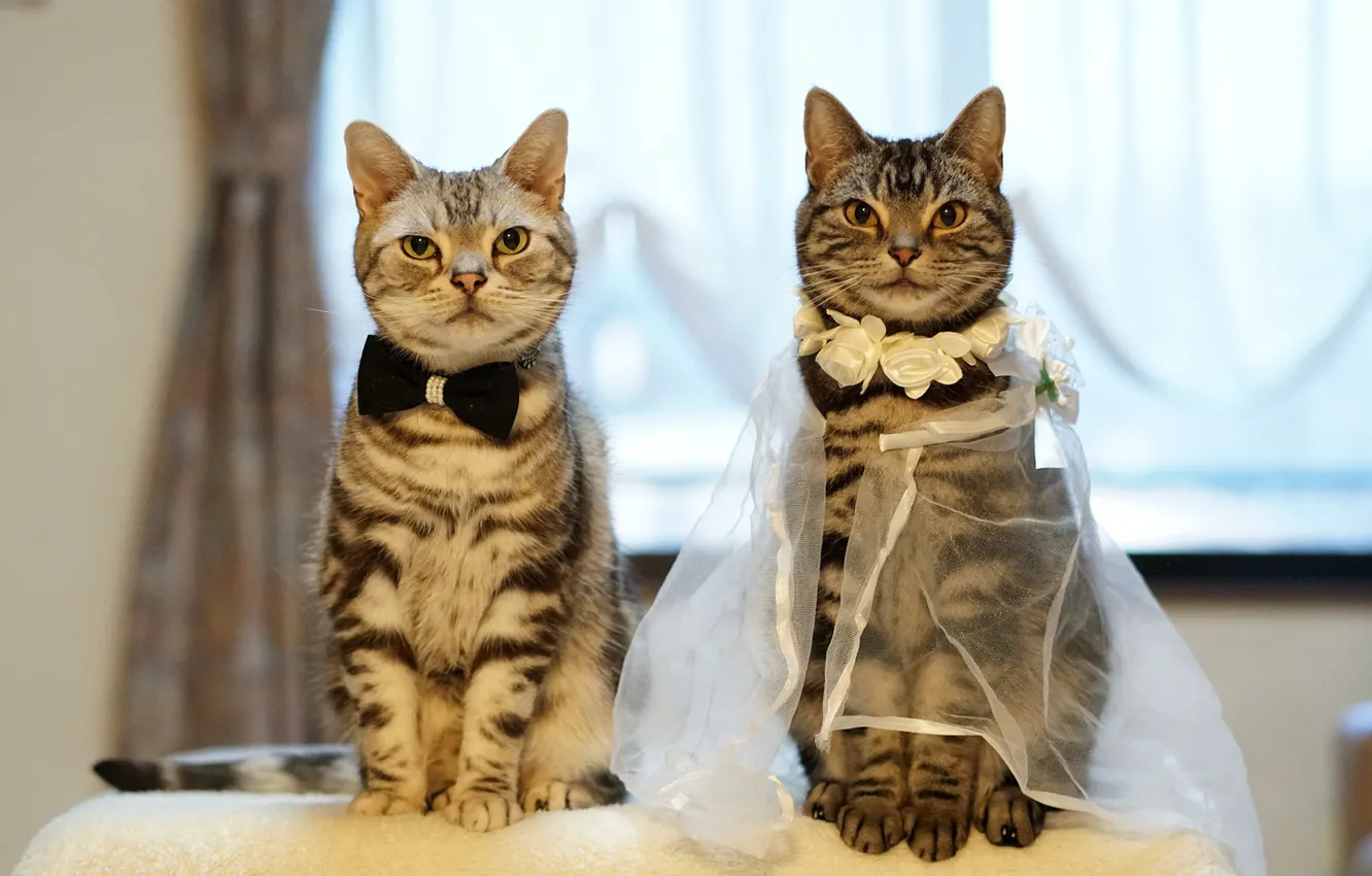 Photo wallpaper cat, cat, look, light, love, flowers, grey, two