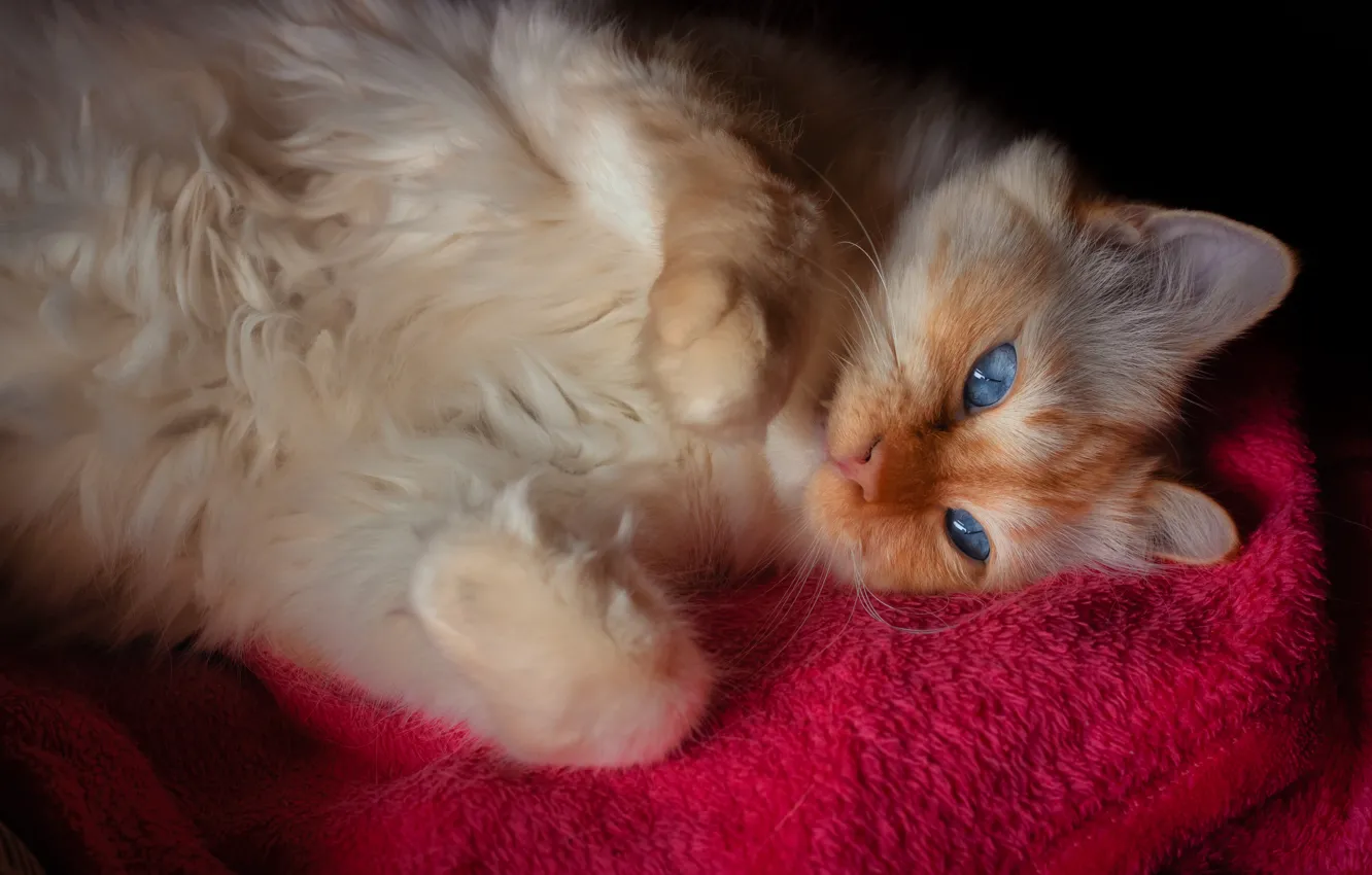 Photo wallpaper pose, look, cat, face, cat