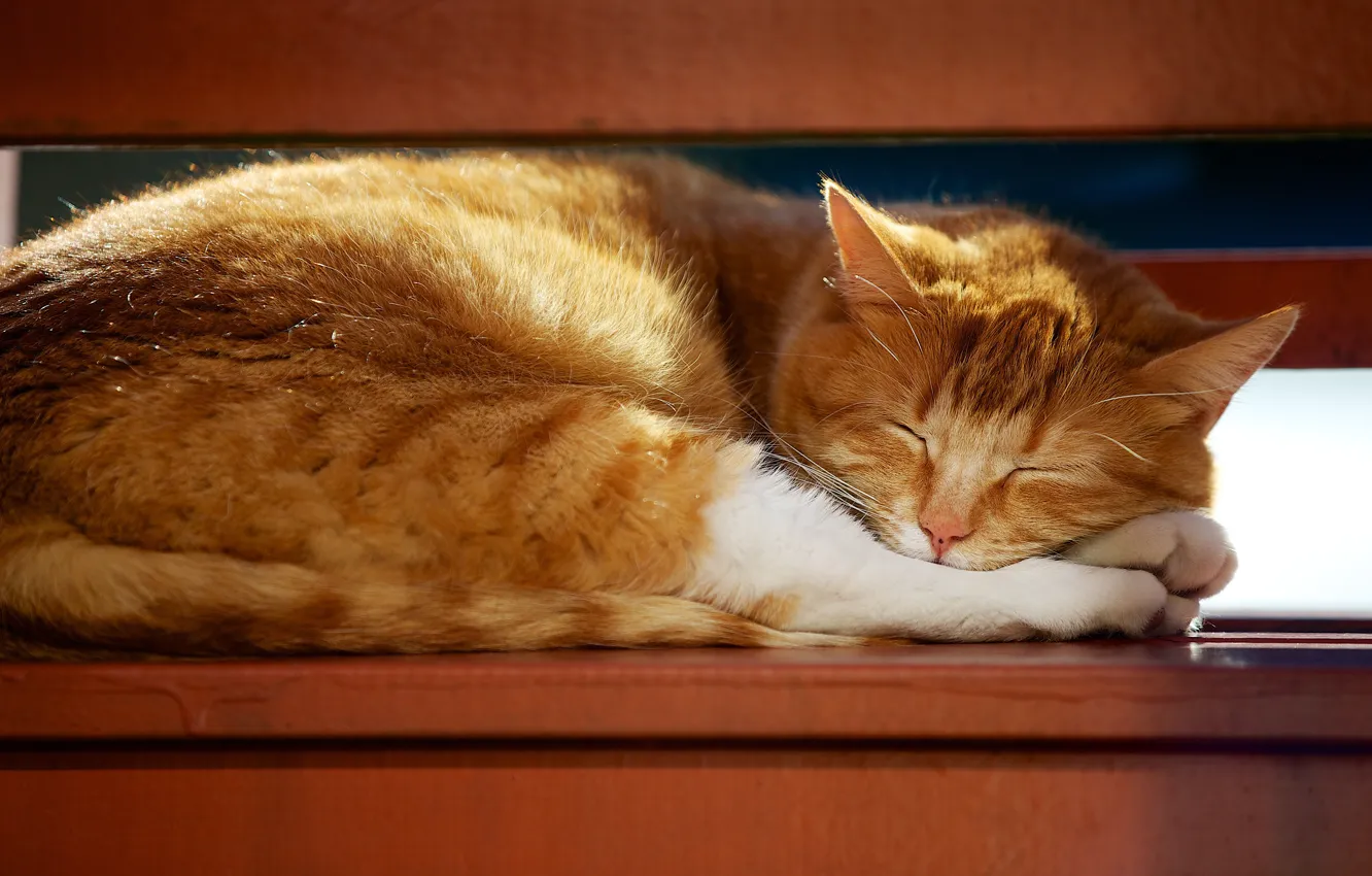 Photo wallpaper cat, cat, light, pose, stay, furniture, sleep, red