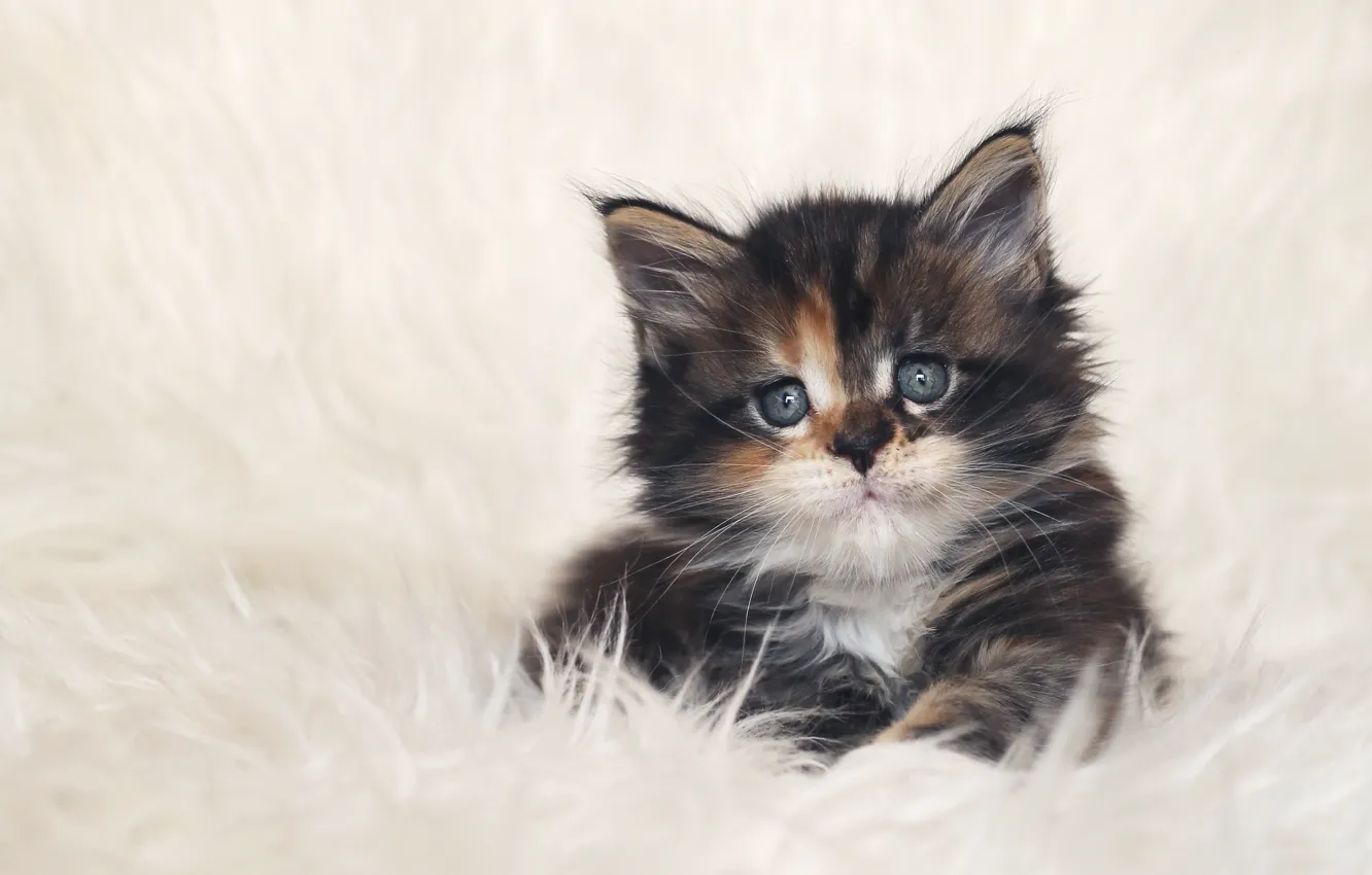Photo wallpaper cat, eyes, mustache, look, face, kitty