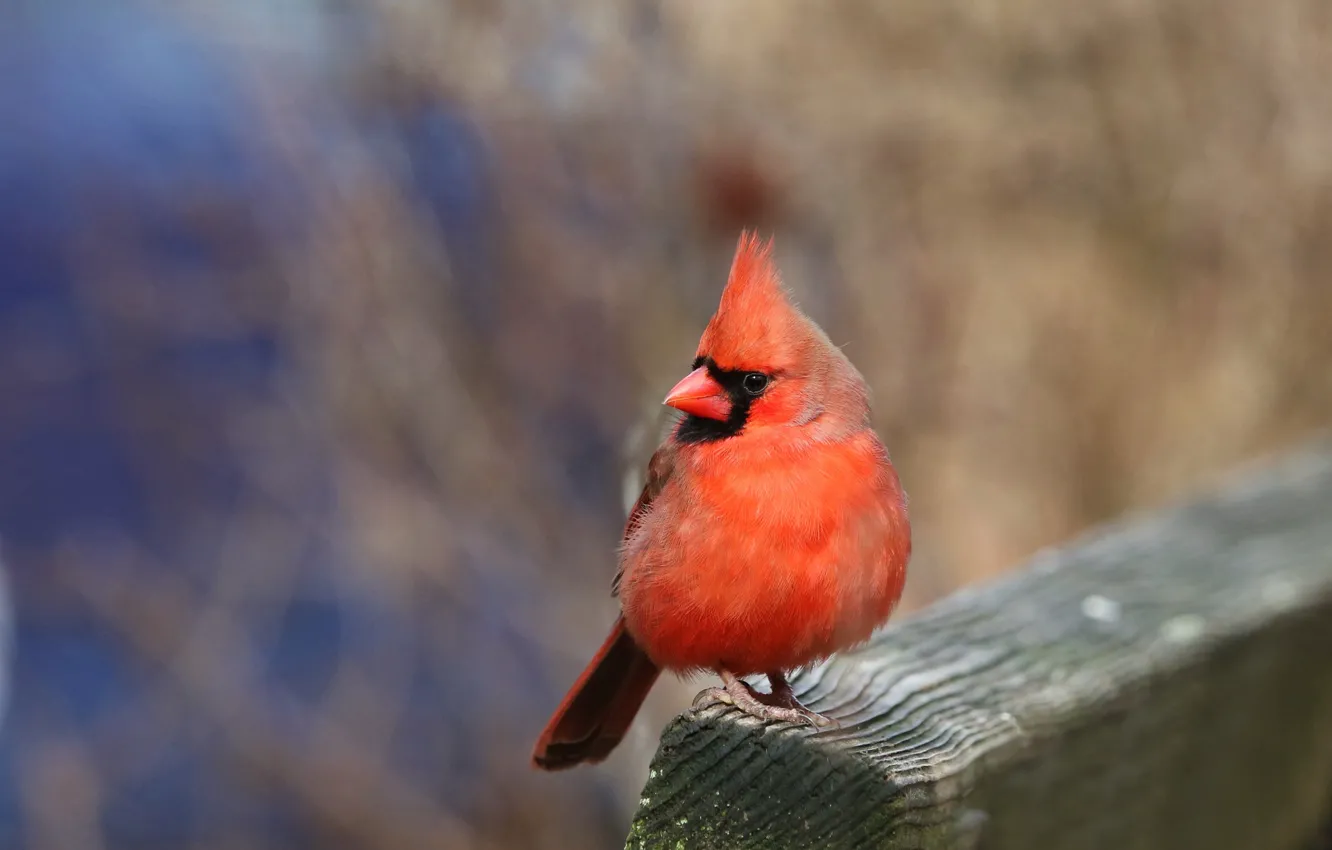 Photo wallpaper red, background, bird, Board, bokeh, cardinal