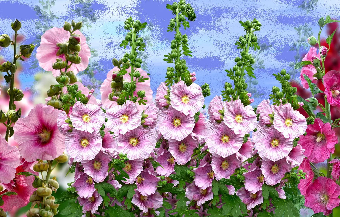 Photo wallpaper graphics, flowers, malwy