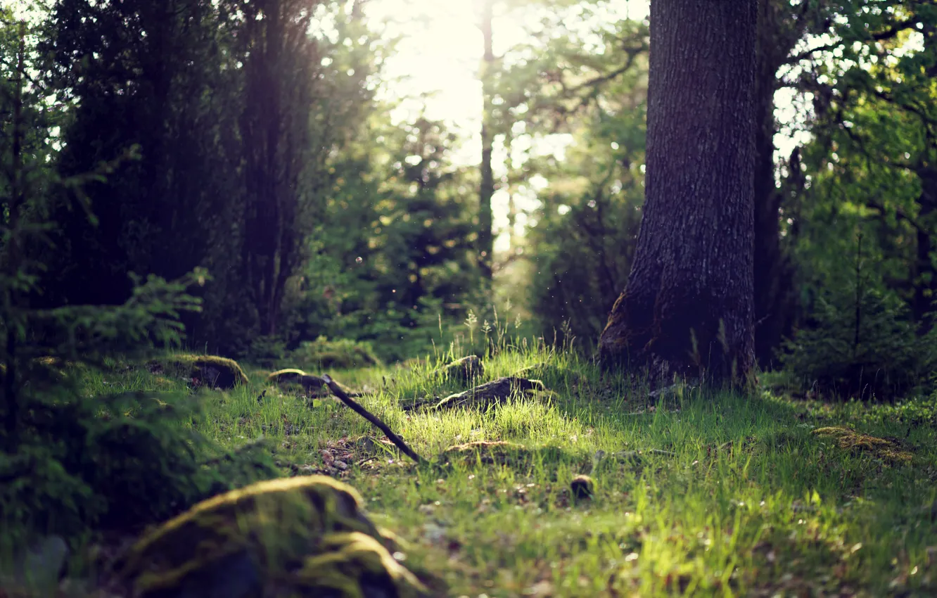 Photo wallpaper greens, forest, grass, light, trees, nature, trunk, the bushes