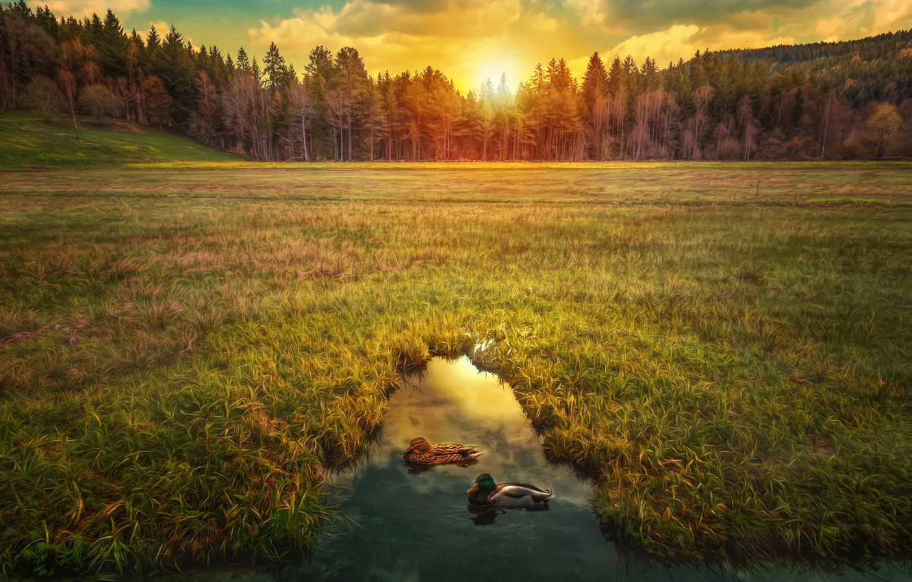 Photo wallpaper field, forest, the sky, grass, the sun, trees, pond, dawn