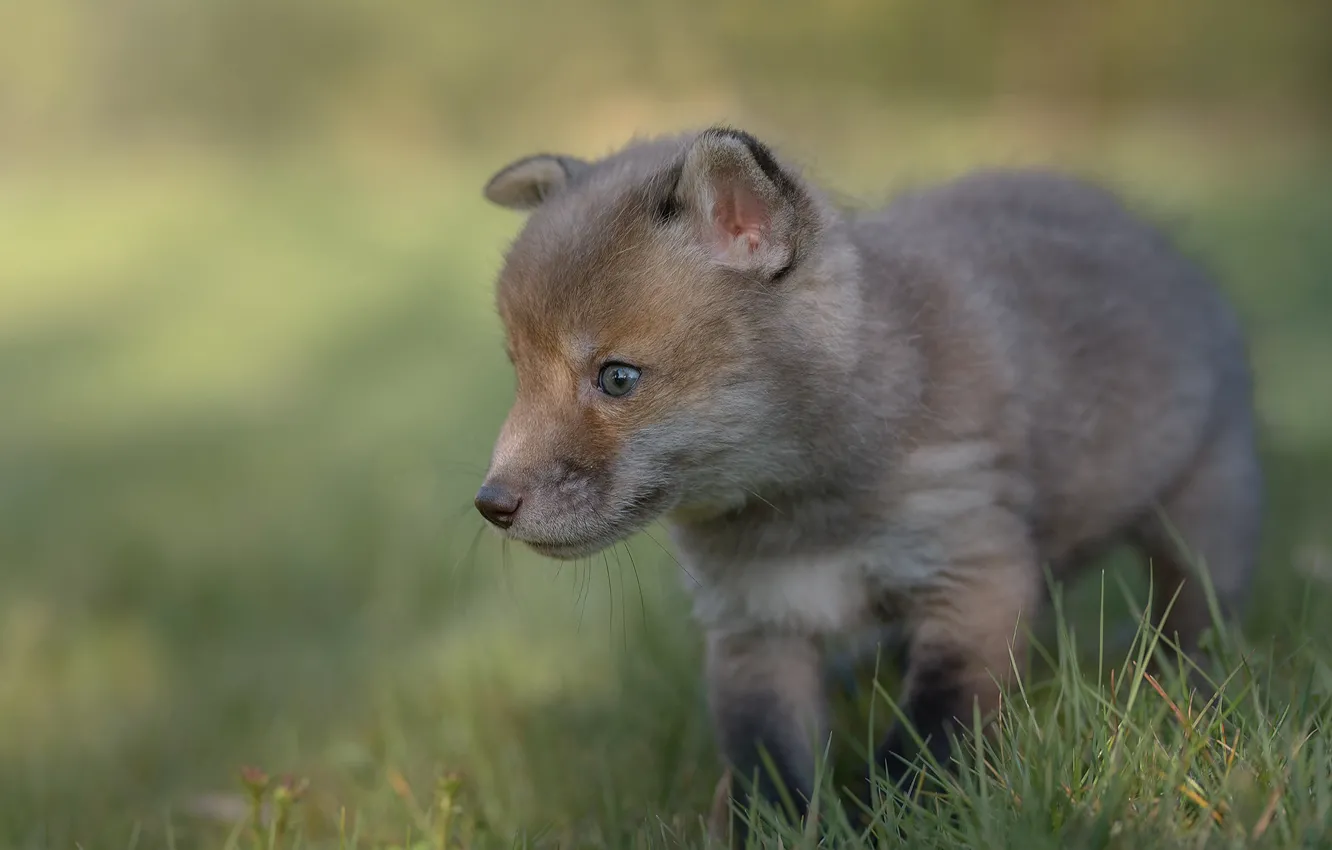 Photo wallpaper grass, background, Fox, cub, Fox