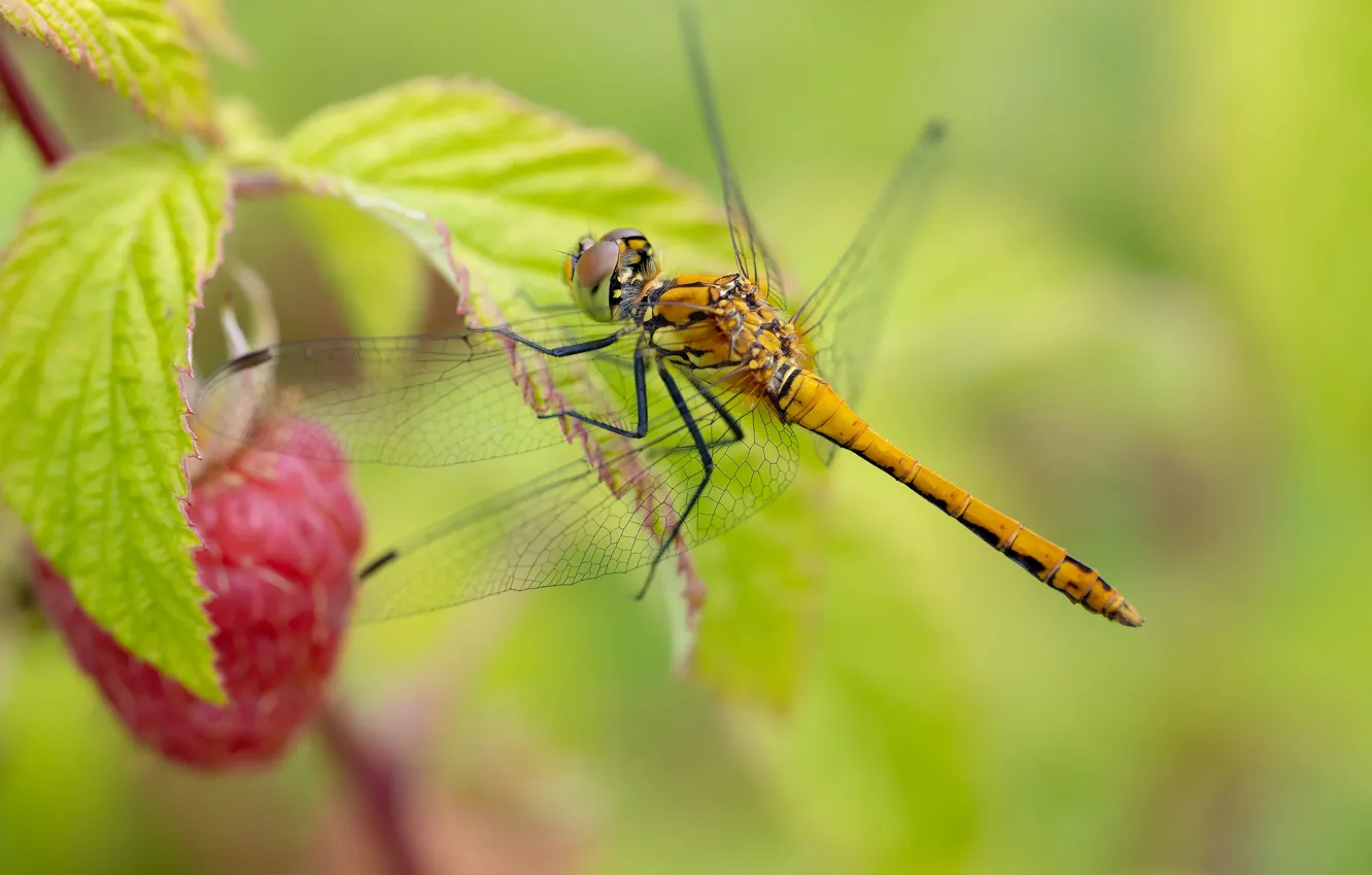 Photo wallpaper summer, macro, nature, dragonfly, insect
