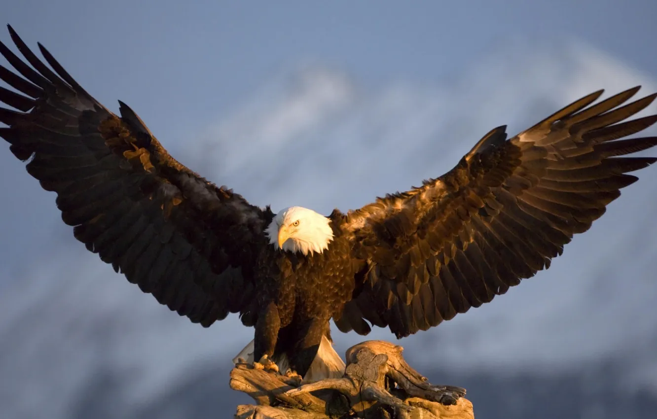 Photo wallpaper bird, eagle, wings, in the mountains