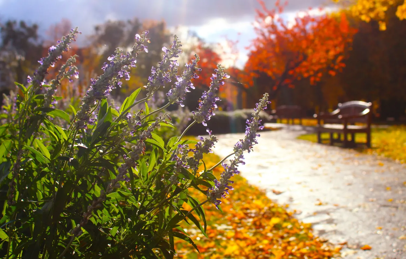 Photo wallpaper flower, park, garden, spring, blooming