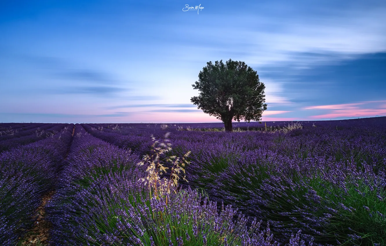 Photo wallpaper field, trees, lavender