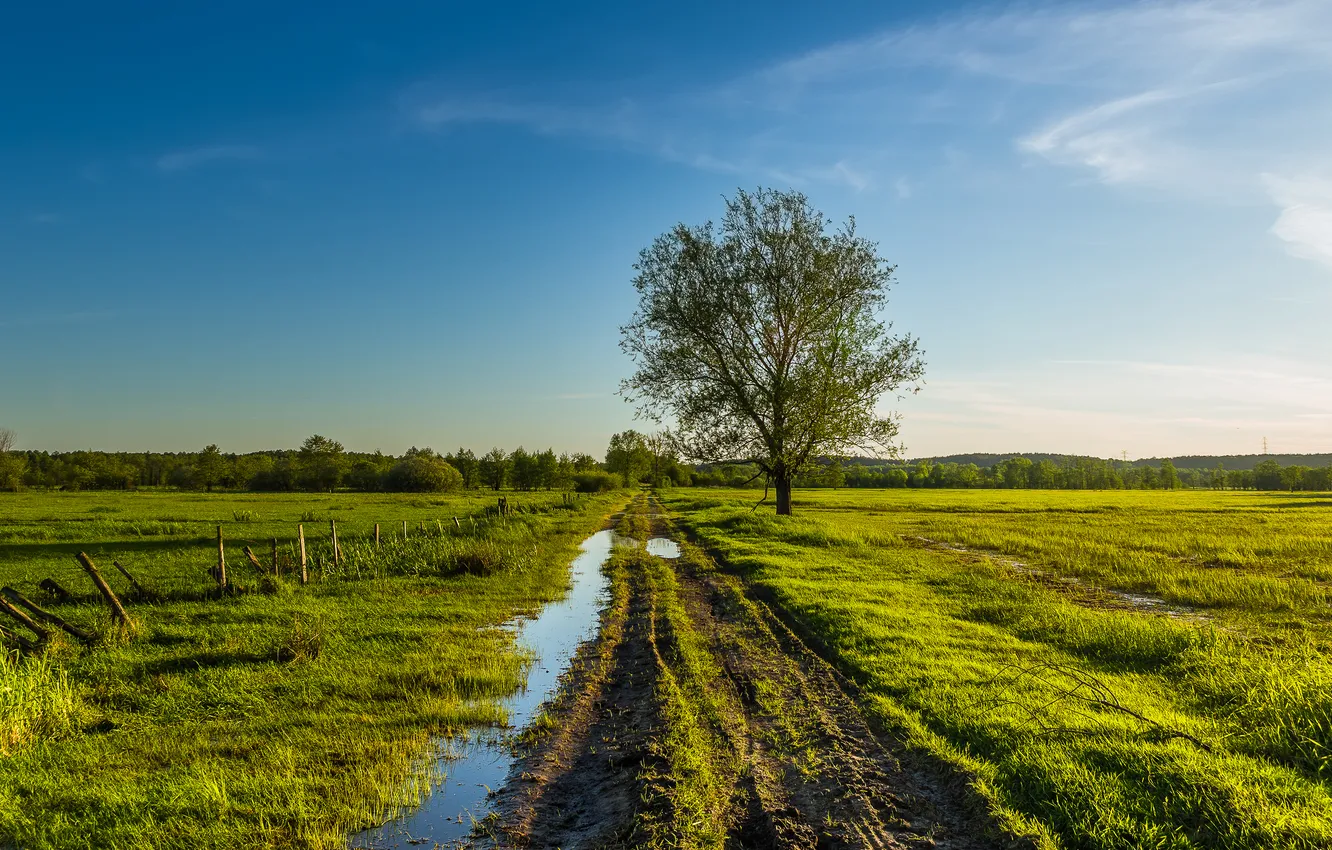 Photo wallpaper road, greens, field, trees, blue, puddle