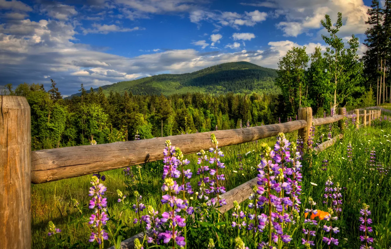 Photo wallpaper road, forest, flowers, mountains, nature, the fence, spring