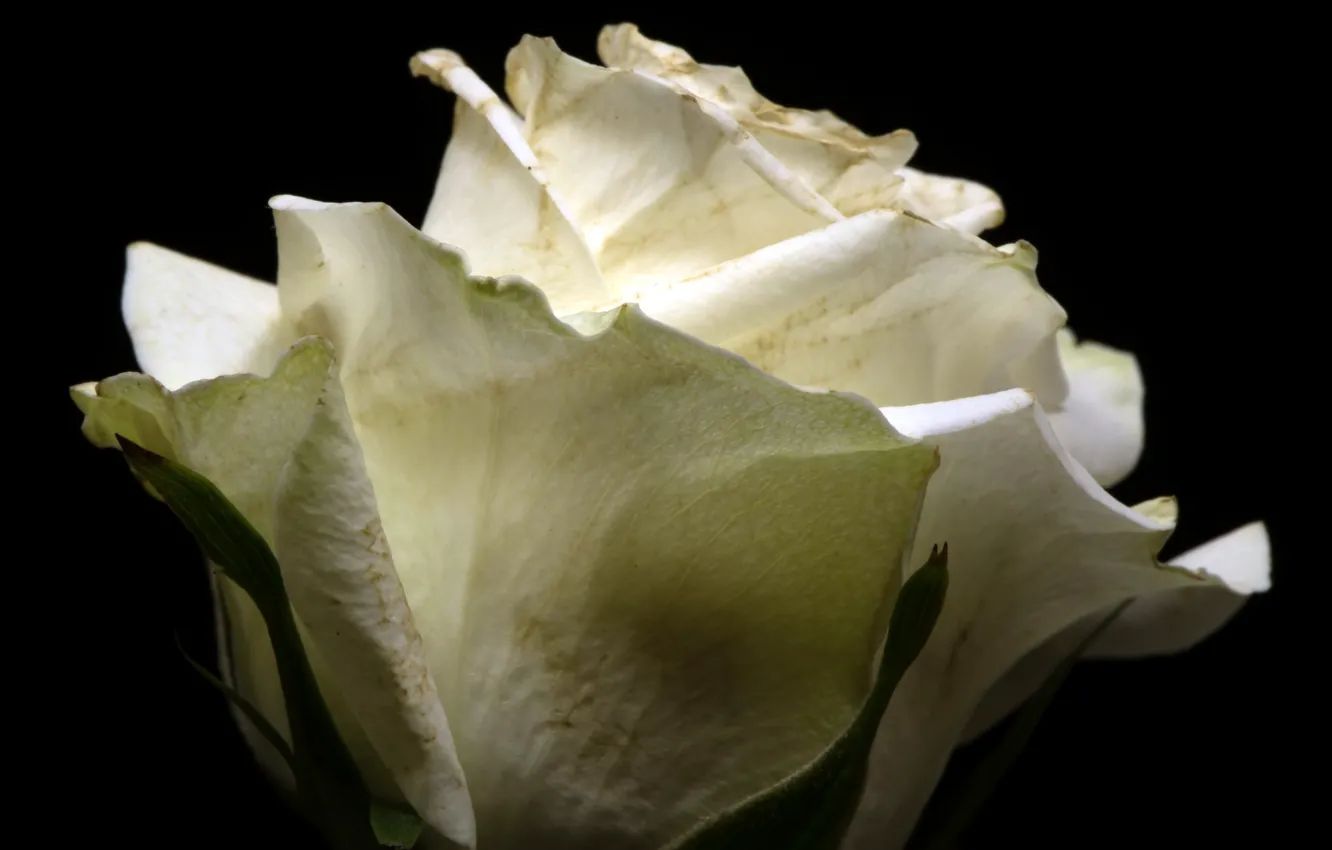 Photo wallpaper macro, flowers, roses