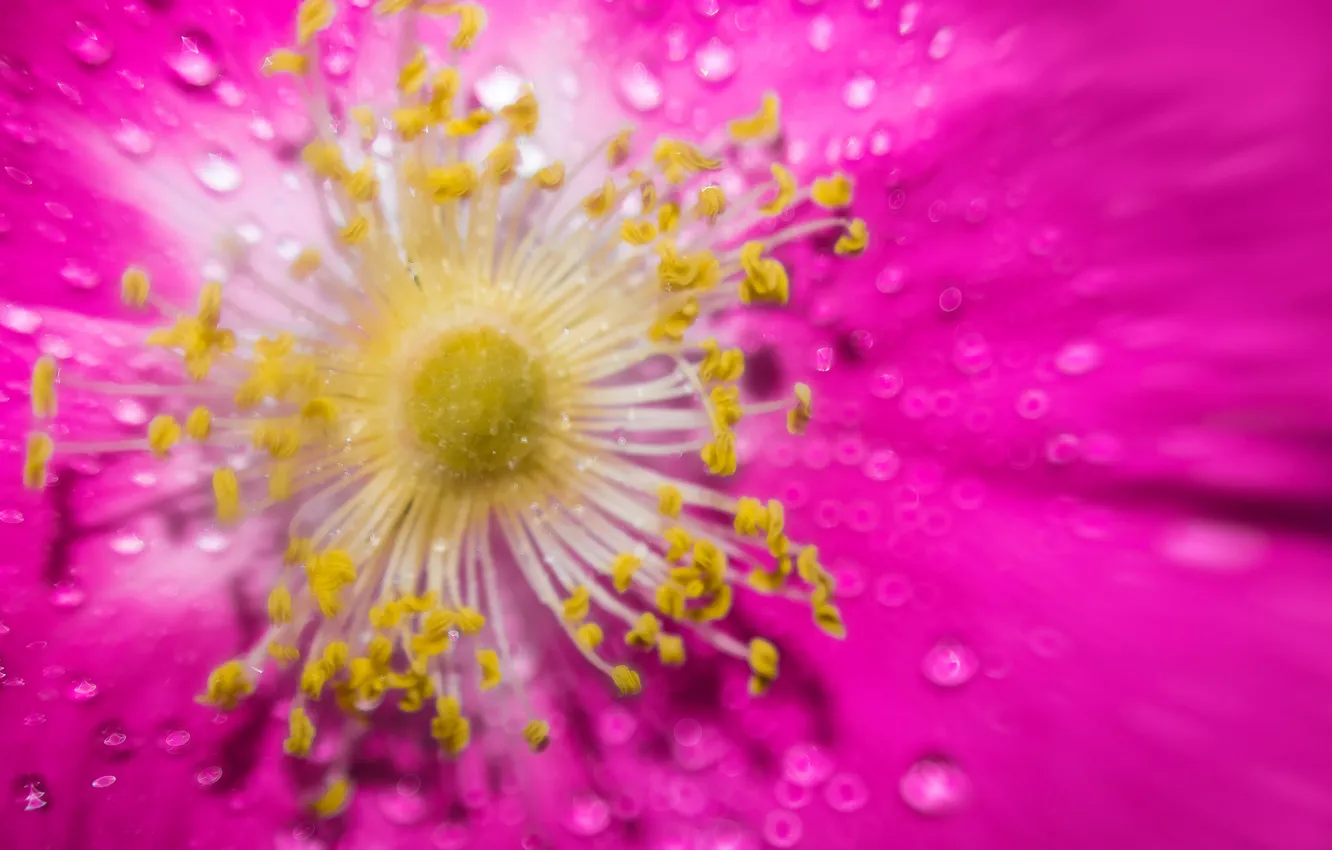 Photo wallpaper flowers, Rosa, briar