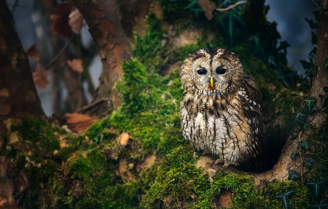 Photo wallpaper owl, bird, the hollow