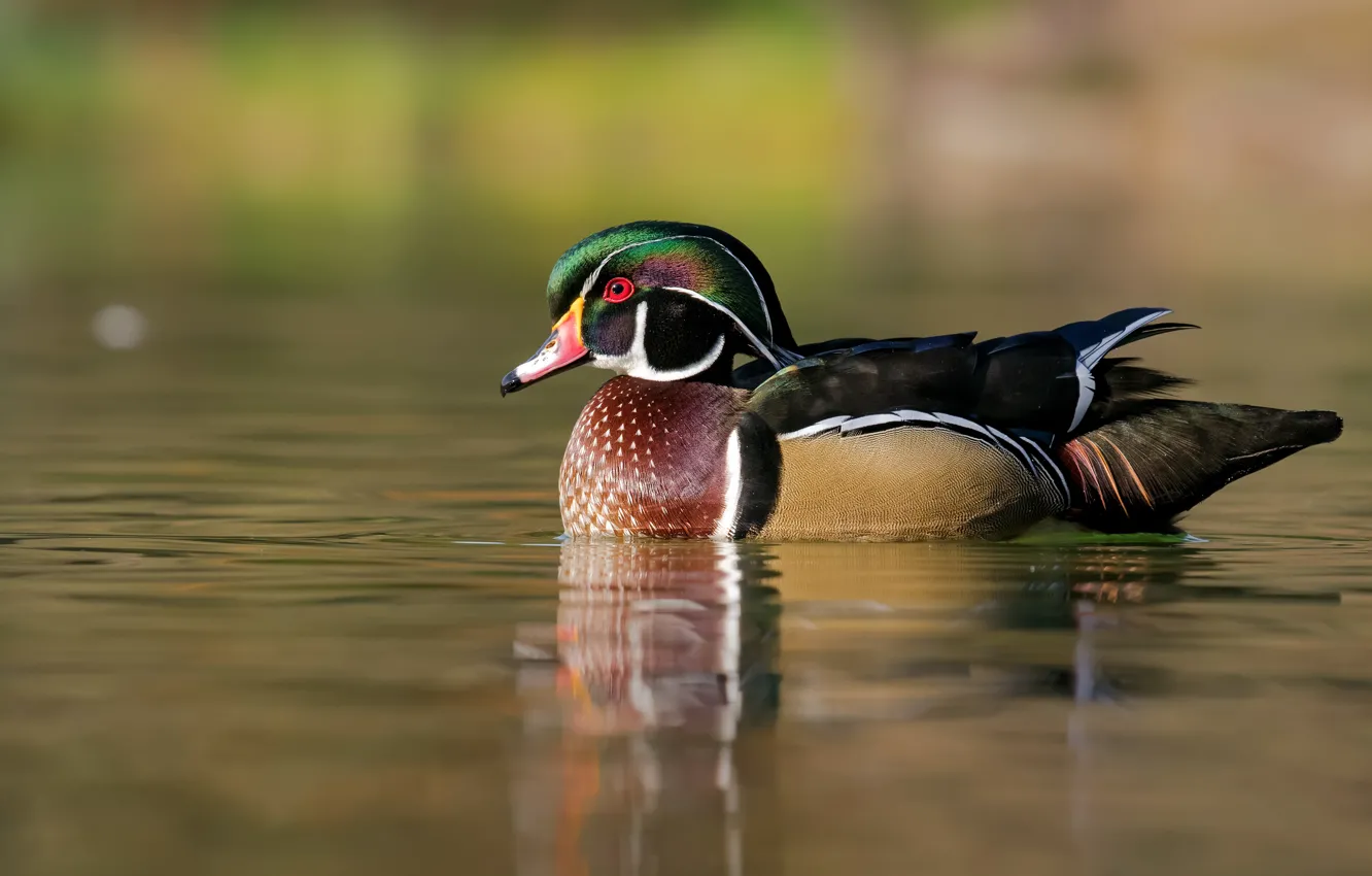 Photo wallpaper duck, karolinka, pond, bird, wood duck