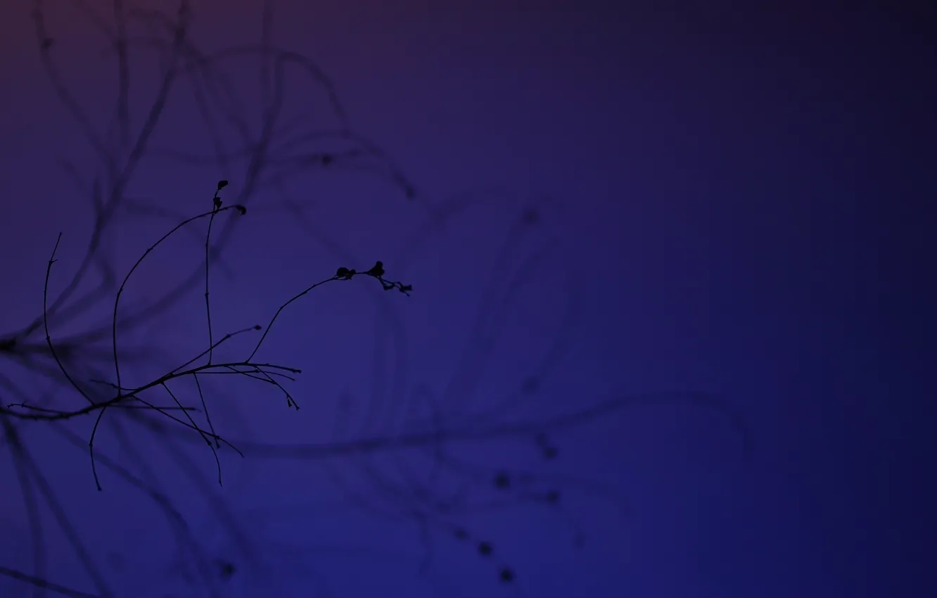 Photo wallpaper macro, branches, silhouette, twilight