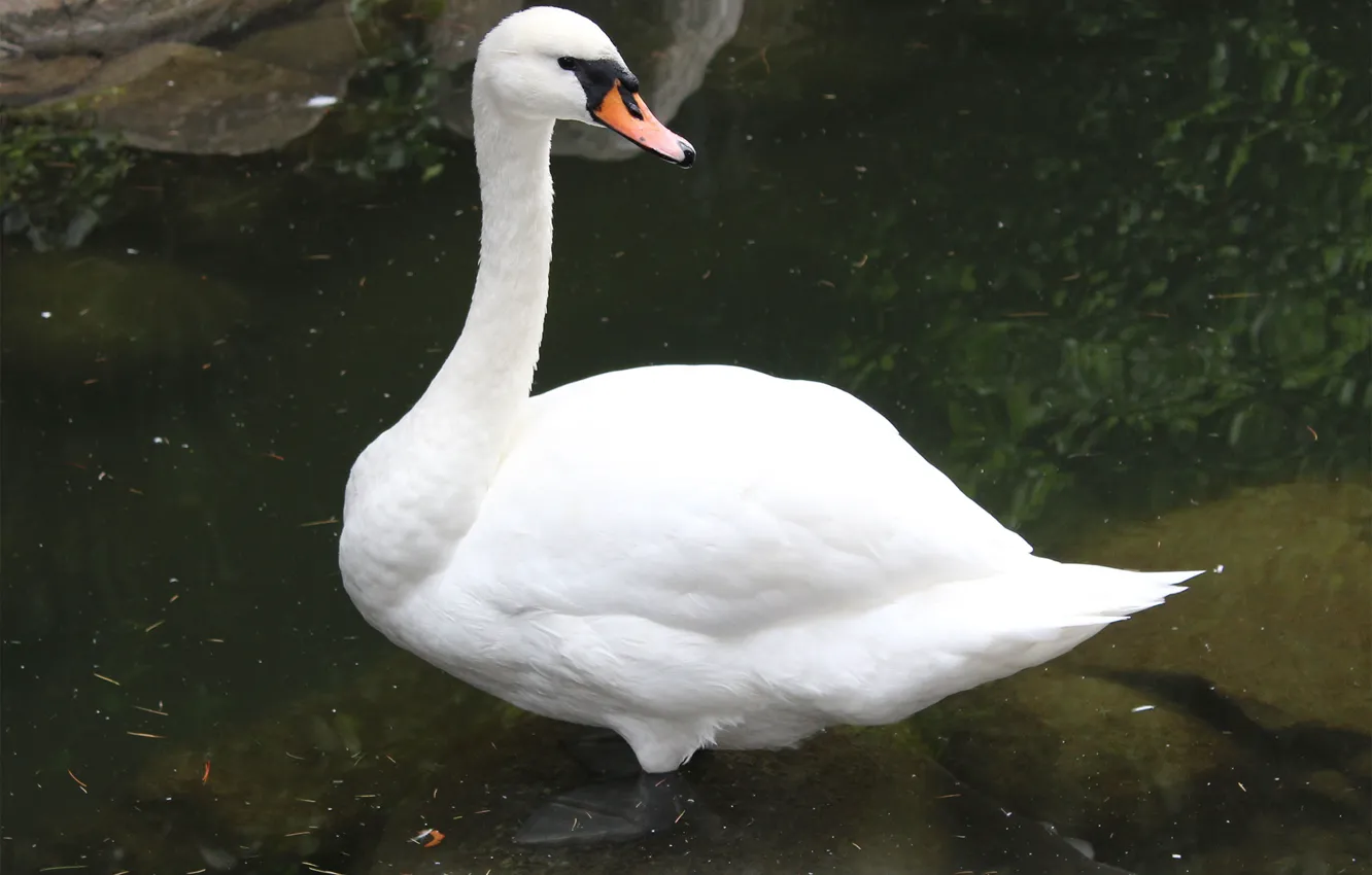 Photo wallpaper water, swans, pond