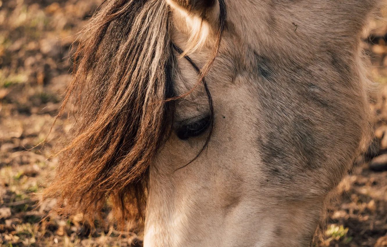 Photo wallpaper eyes, animal, horse, mane