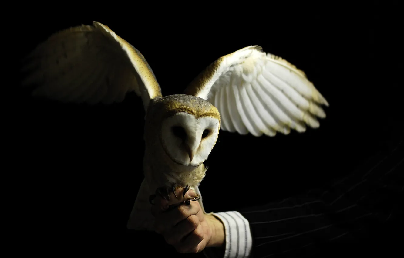 Photo wallpaper hand, bird. owl, cuff
