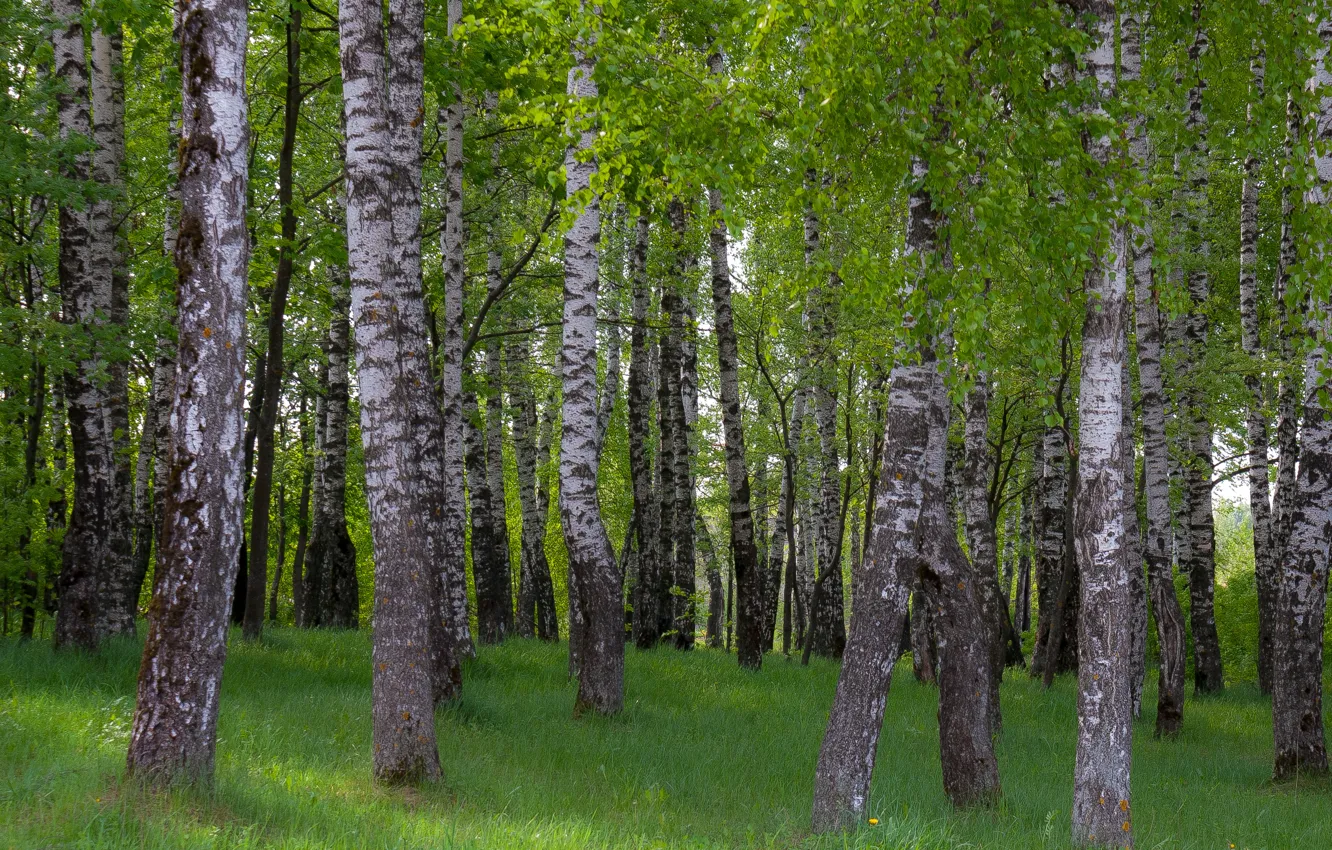 Photo wallpaper forest, spring, morning, Birch, grove