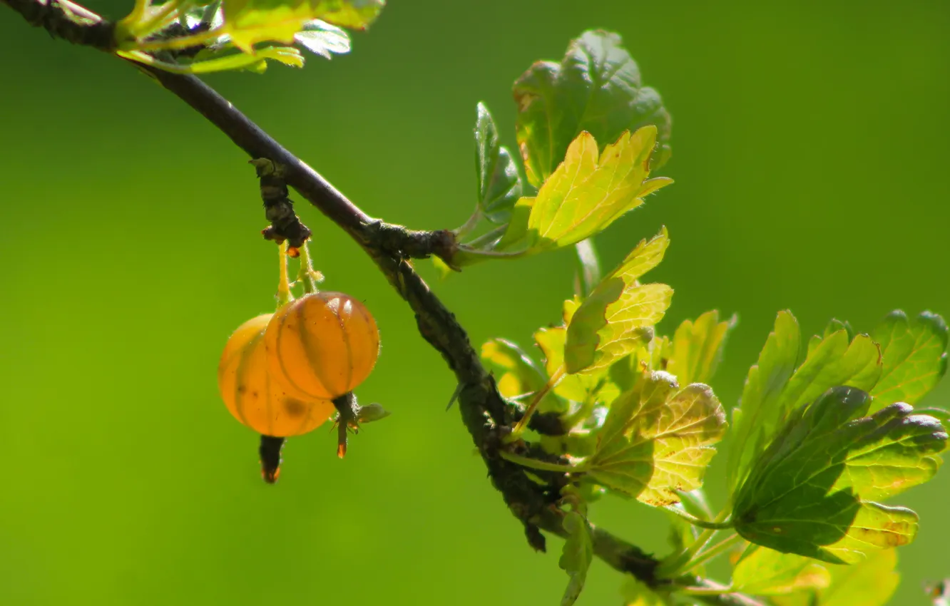 Photo wallpaper fruit, twig, gooseberry