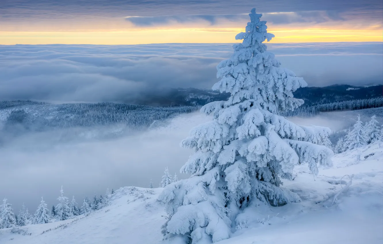Photo wallpaper winter, clouds, snow, fog, spruce, morning, Poland, Poland