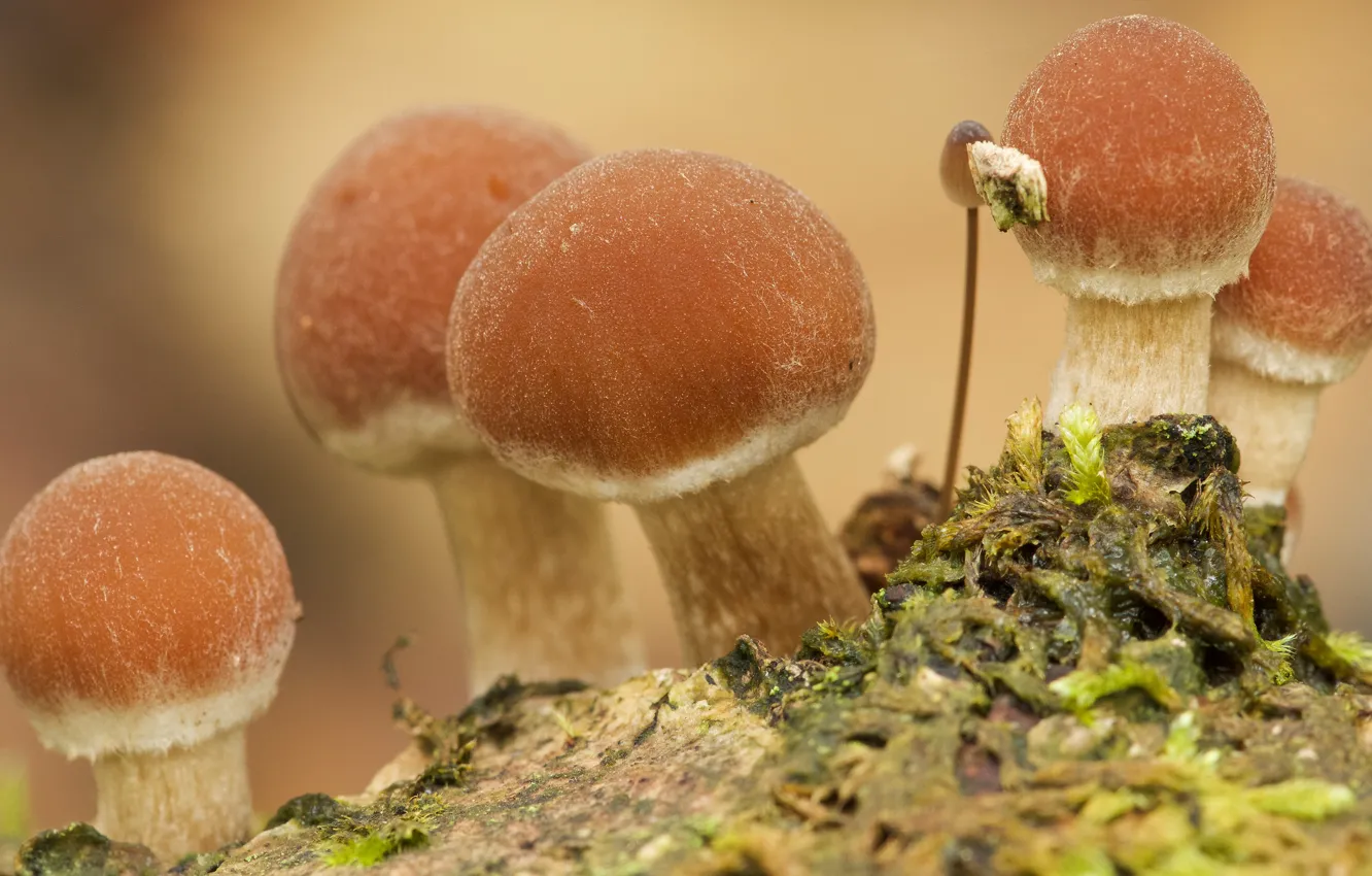 Photo wallpaper nature, background, mushrooms, moss, hats, brown, family