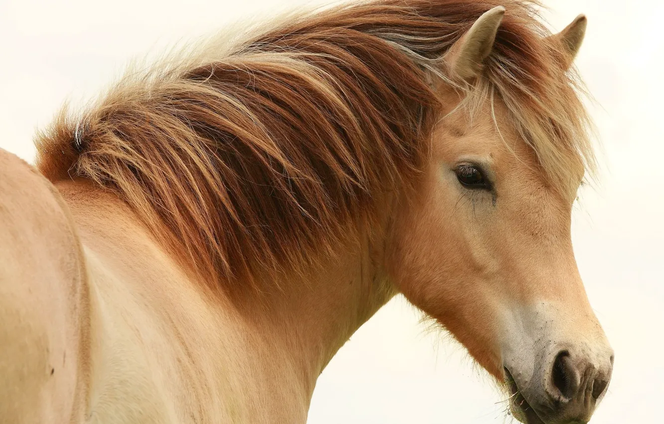 Photo wallpaper eyes, horse, horse, mane
