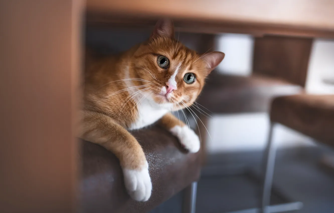 Photo wallpaper cat, cat, look, pose, face