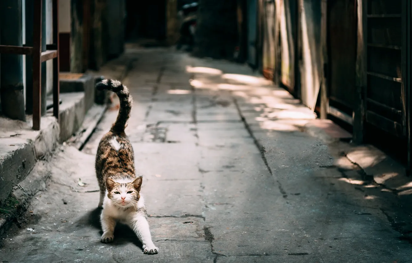 Photo wallpaper cat, cat, street, stretching