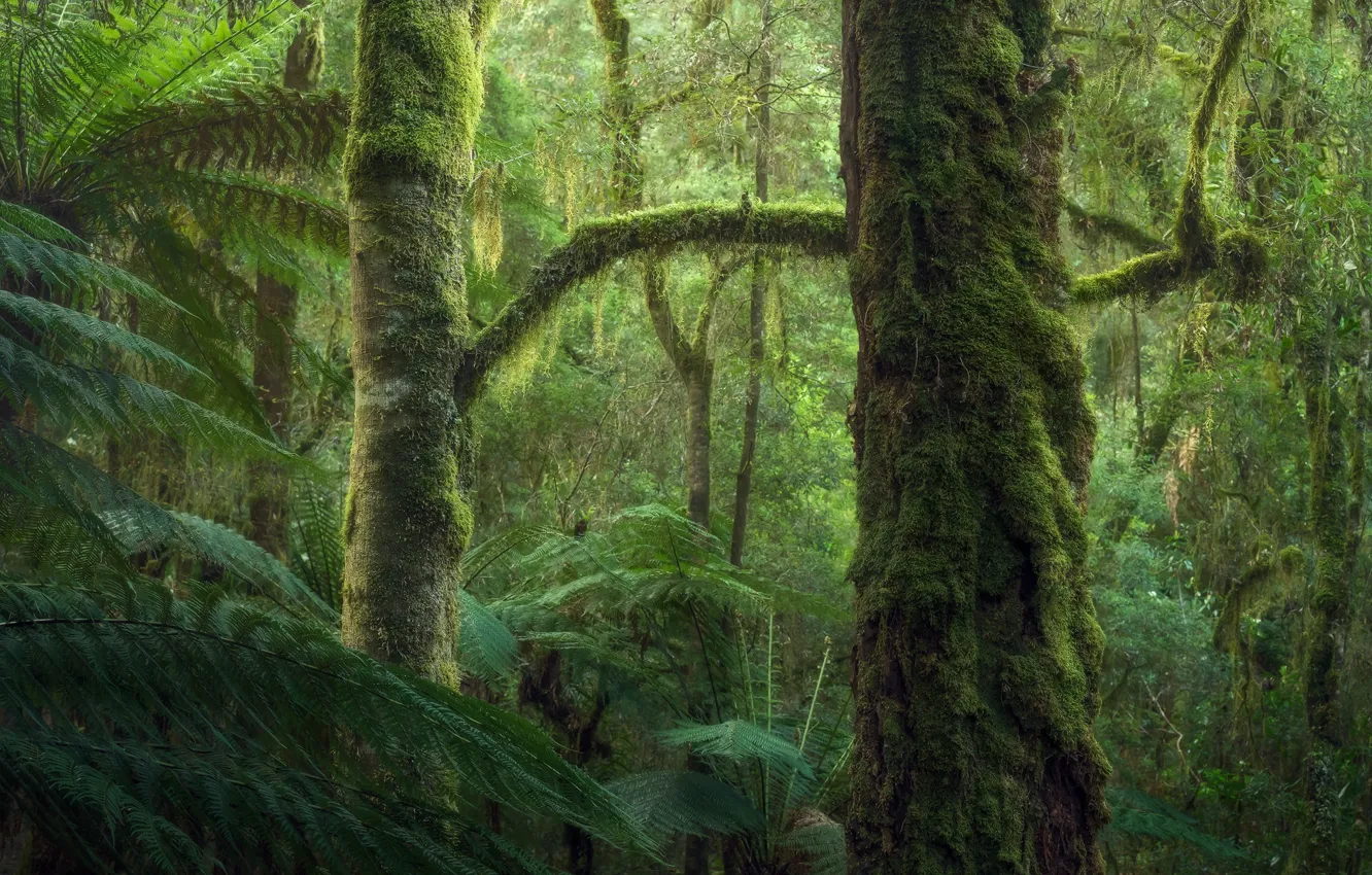 Photo wallpaper forest, trees, moss, forest, trees, moss, Benjamin Maze