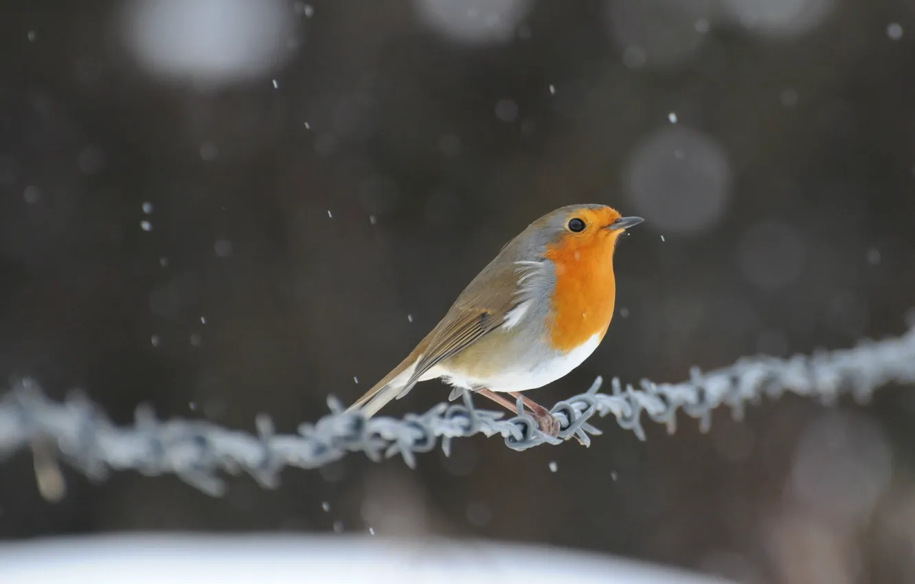 Photo wallpaper snow, glare, bird, wire, bird, Robin