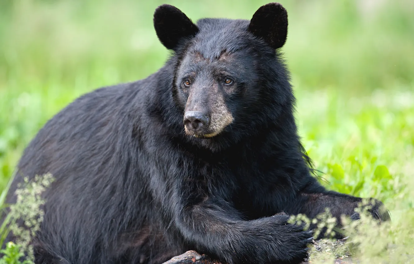 Photo wallpaper look, face, black, bear, sitting, Baribal