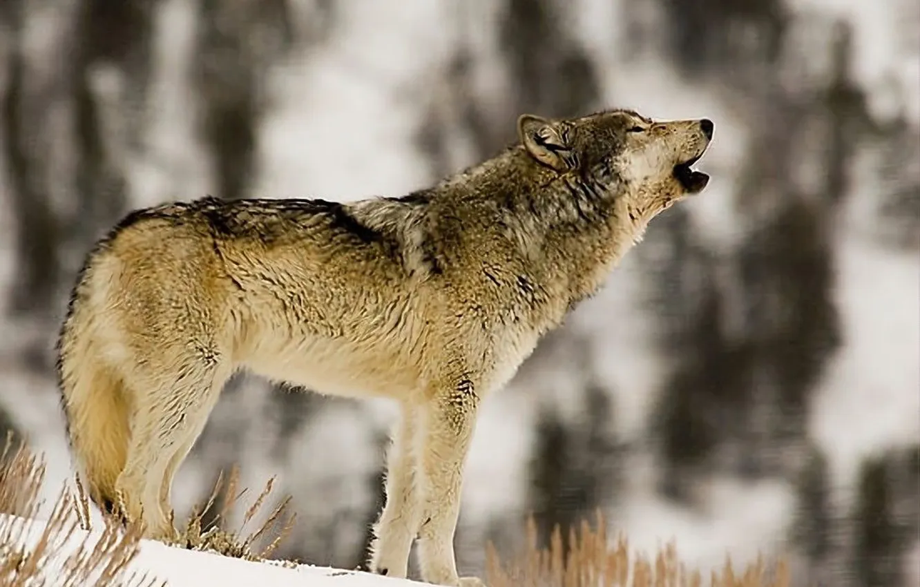 Photo wallpaper Predator, nature, snow, face, animal, wolf, canis lupus, wildlife