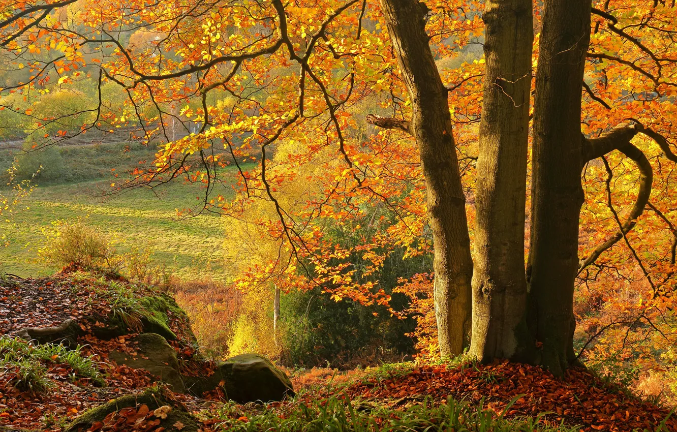 Photo wallpaper autumn, trees, fallen leaves