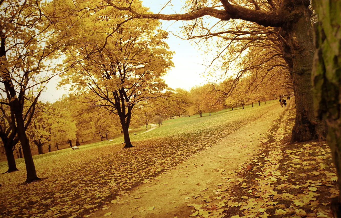 Photo wallpaper road, autumn, forest, leaves, trees, yellow, Park, path