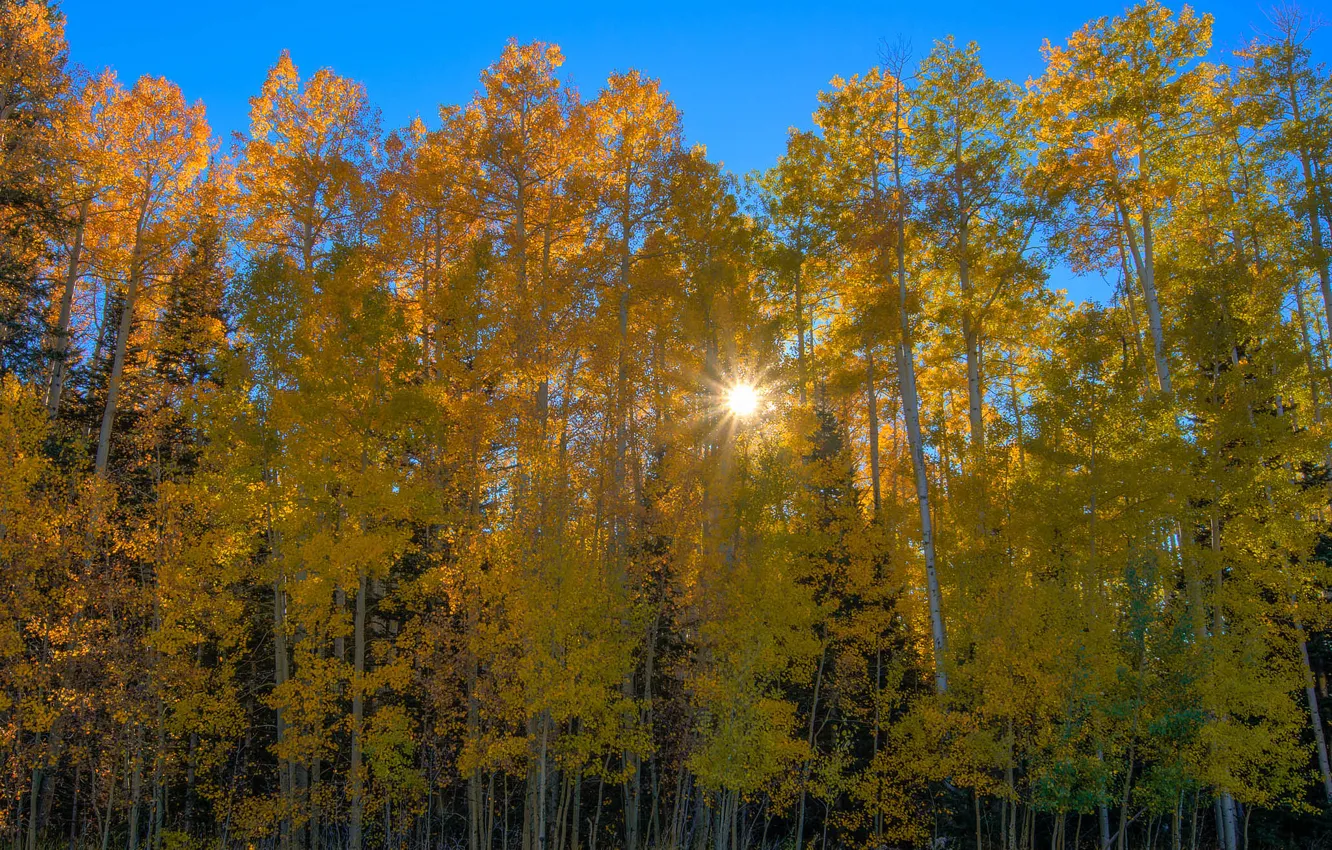 Photo wallpaper autumn, forest, the sun