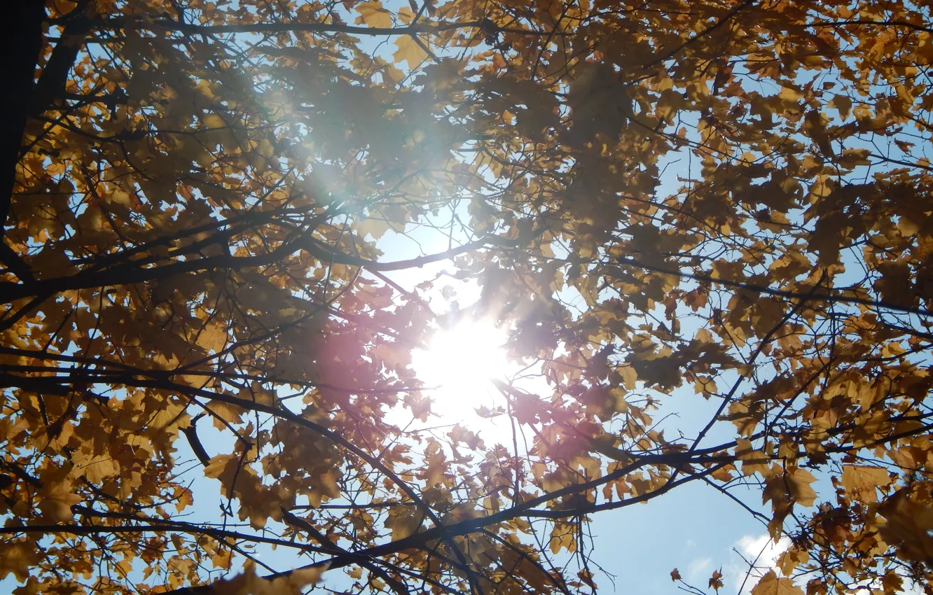 Photo wallpaper autumn, leaves, the sun, branches
