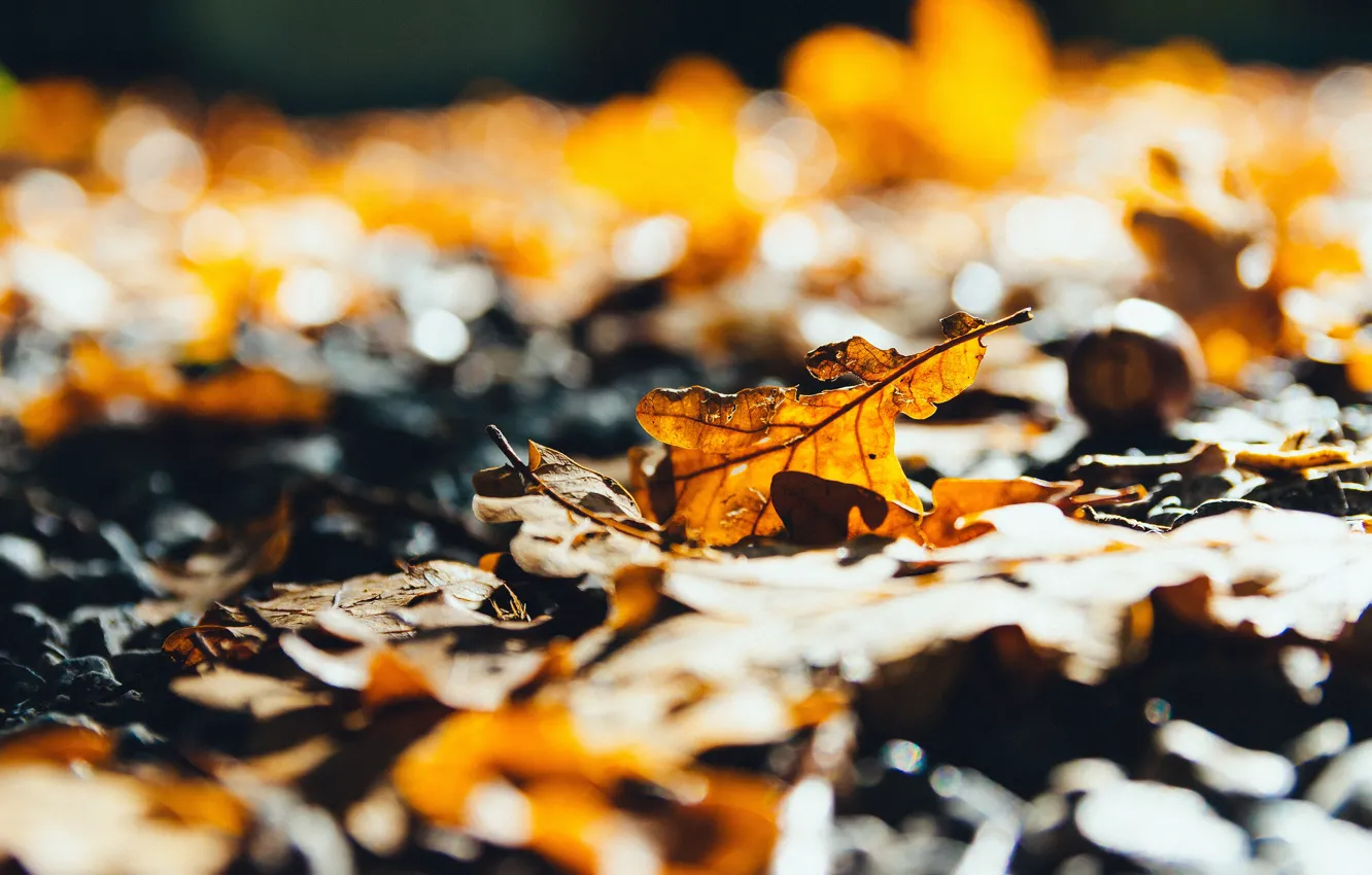 Photo wallpaper autumn, light, branches, yellow, falling leaves, bokeh, oak, autumn leaves