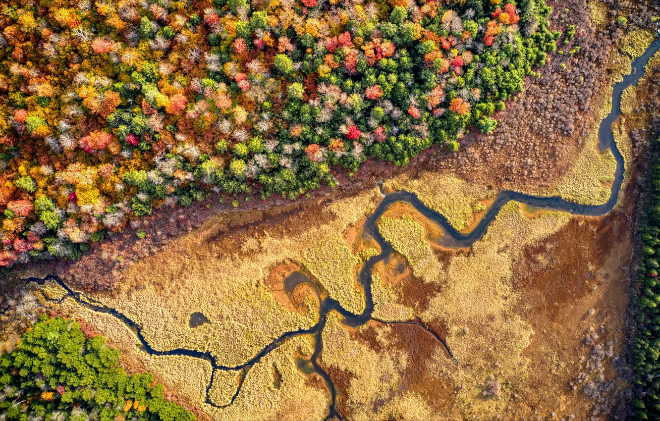 Photo wallpaper forest, trees, landscape, nature, river, plants, the view from the top, relief