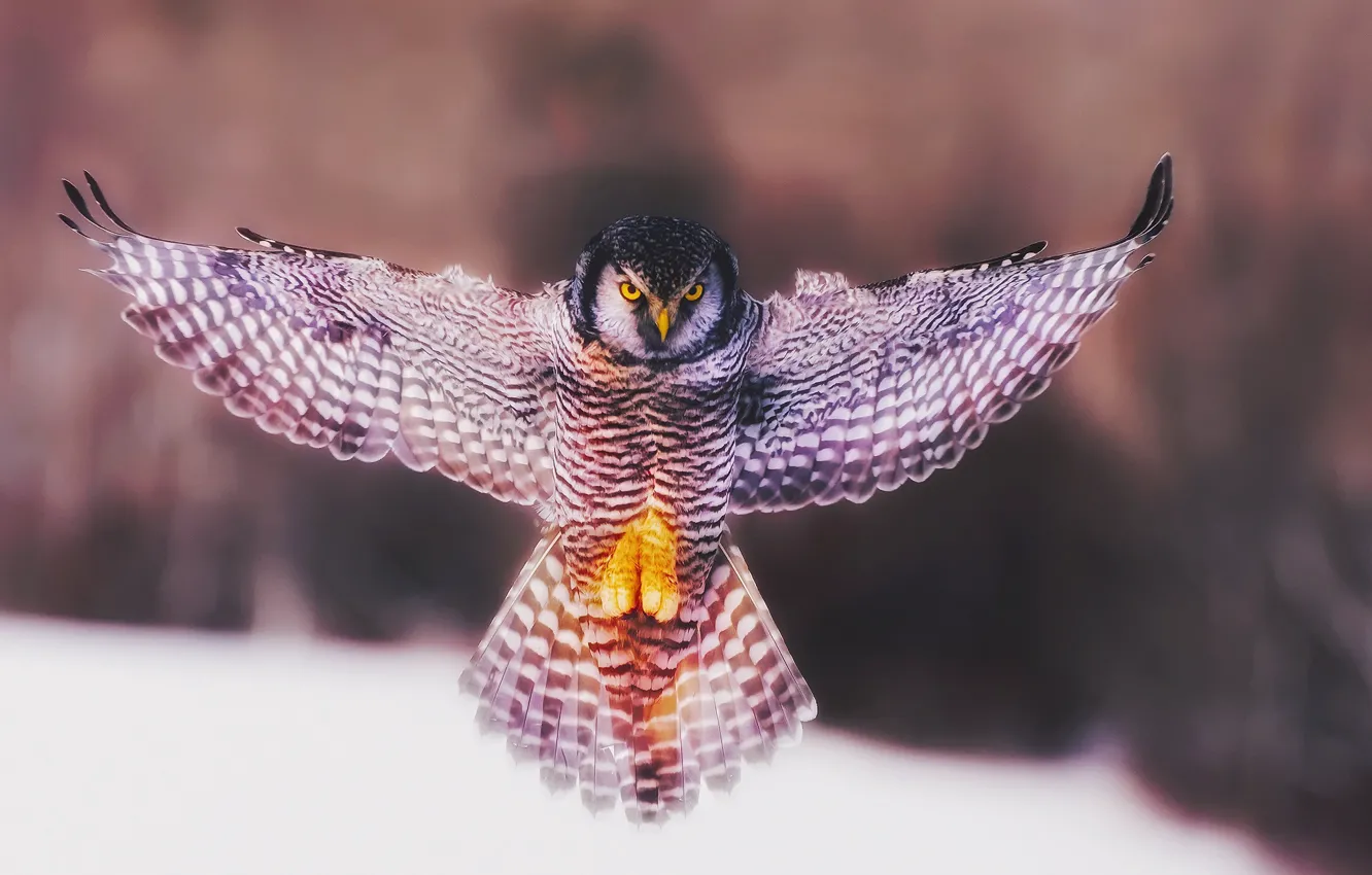 Photo wallpaper owl, bird, wings, angel, flap