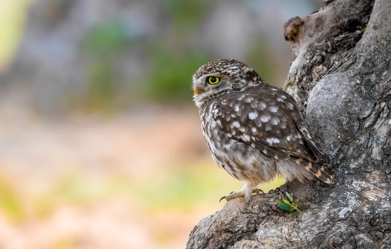 Photo wallpaper trees, owl, bird, trunk, profile, owl