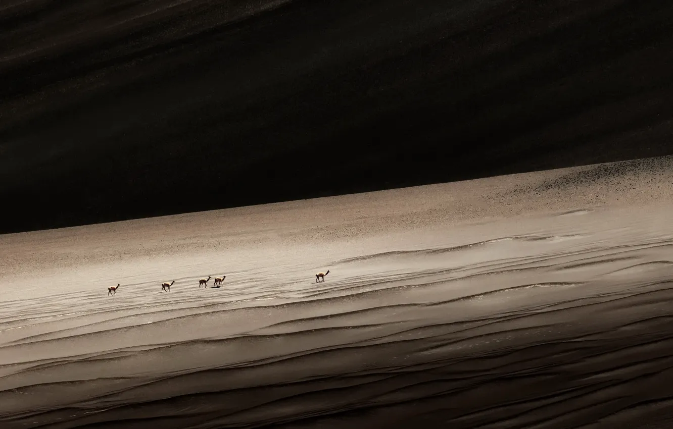 Photo wallpaper nature, desert, Lama