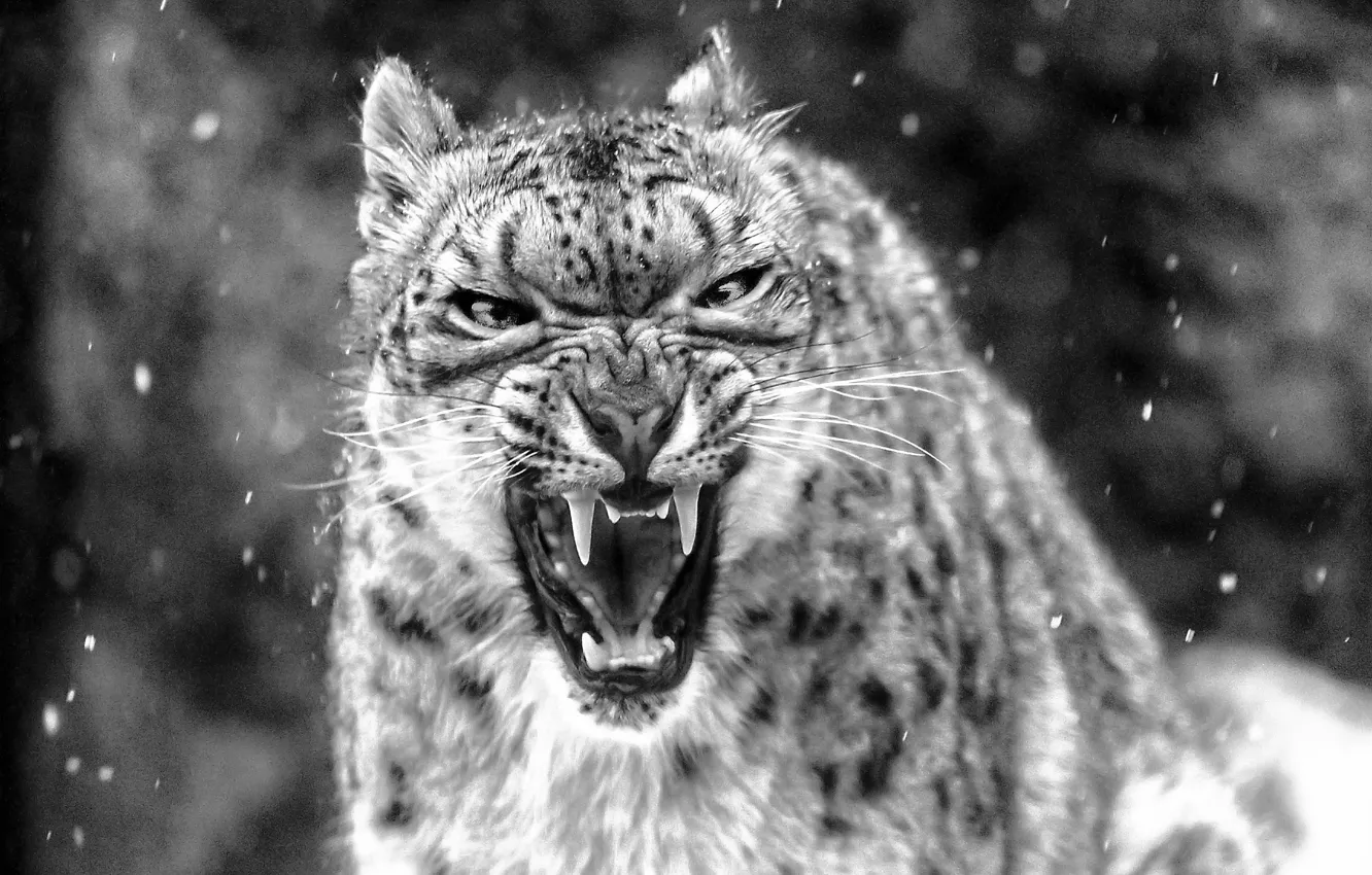 Photo wallpaper snow, rage, fangs, snow leopard, black-white