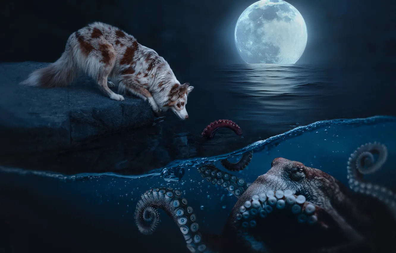 Photo wallpaper sea, look, water, light, night, darkness, stones, fantasy