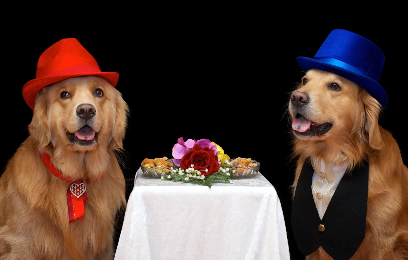 Photo wallpaper background, each, dog