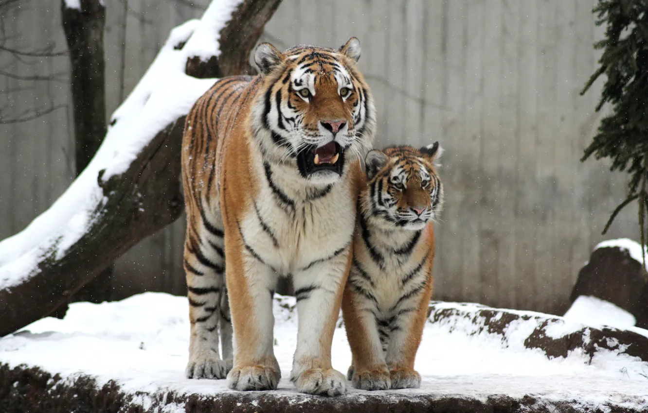Photo wallpaper cat, snow, tiger, family, pair, cub, kitty, tigress