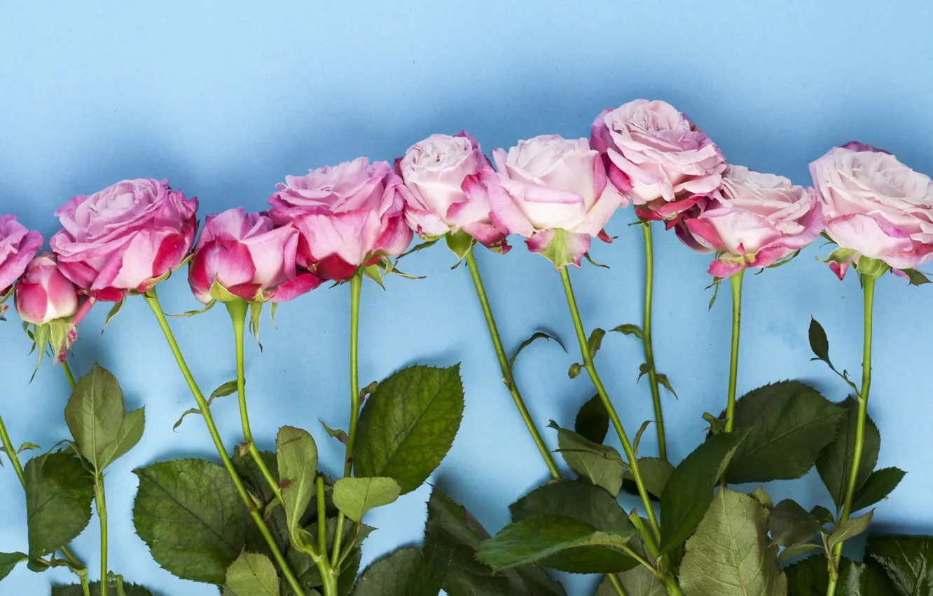 Photo wallpaper flowers, roses, pink, wood, pink, flowers, beautiful, roses